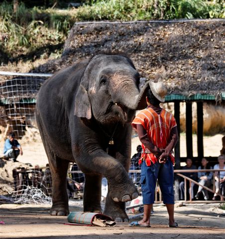 Thailand, Chiang Mai, asian elephants performance